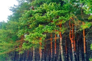 Внимание! Обработка лесосеменных плантаций сосны в Докольском и Кировском лесничестве.
