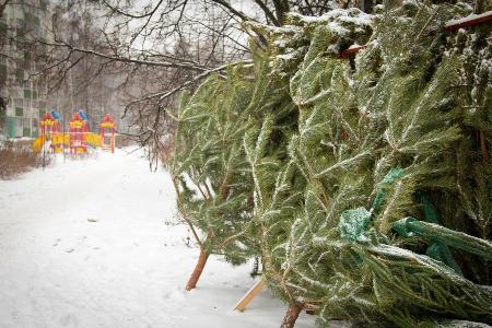 Новогодняя елка: где ее купить на Могилевщине