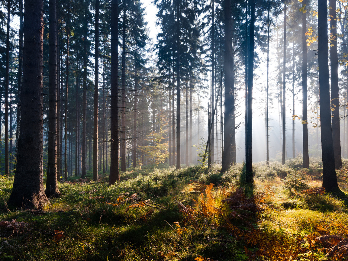 Запрет на посещение лесов действует в 28 районах Беларуси. 