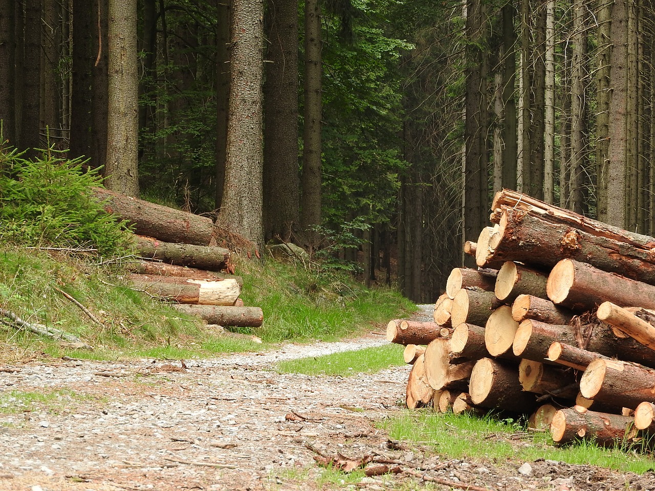 В Беларуси вступил в силу обновленный Лесной кодекс