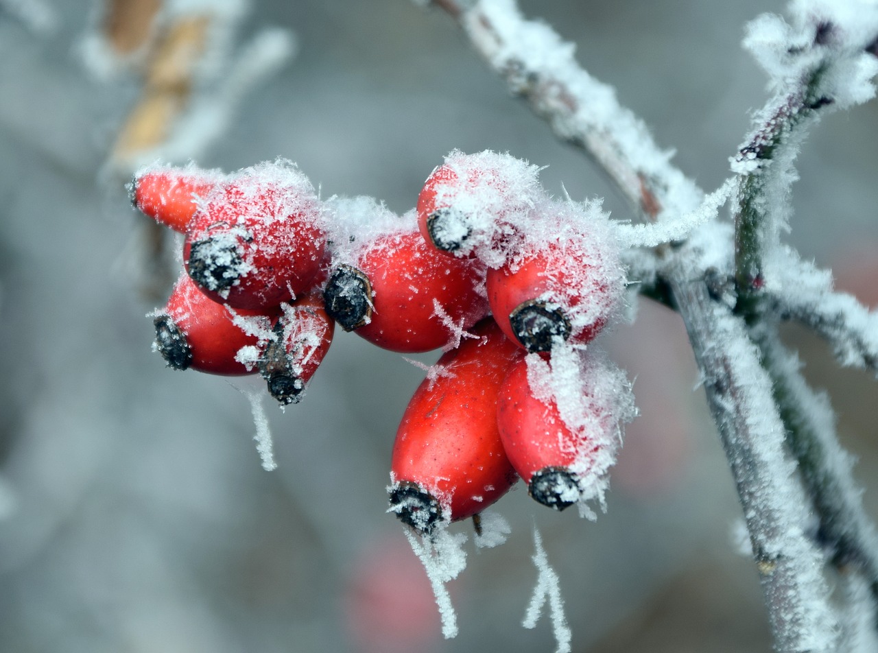 Зимние ягоды в лесу