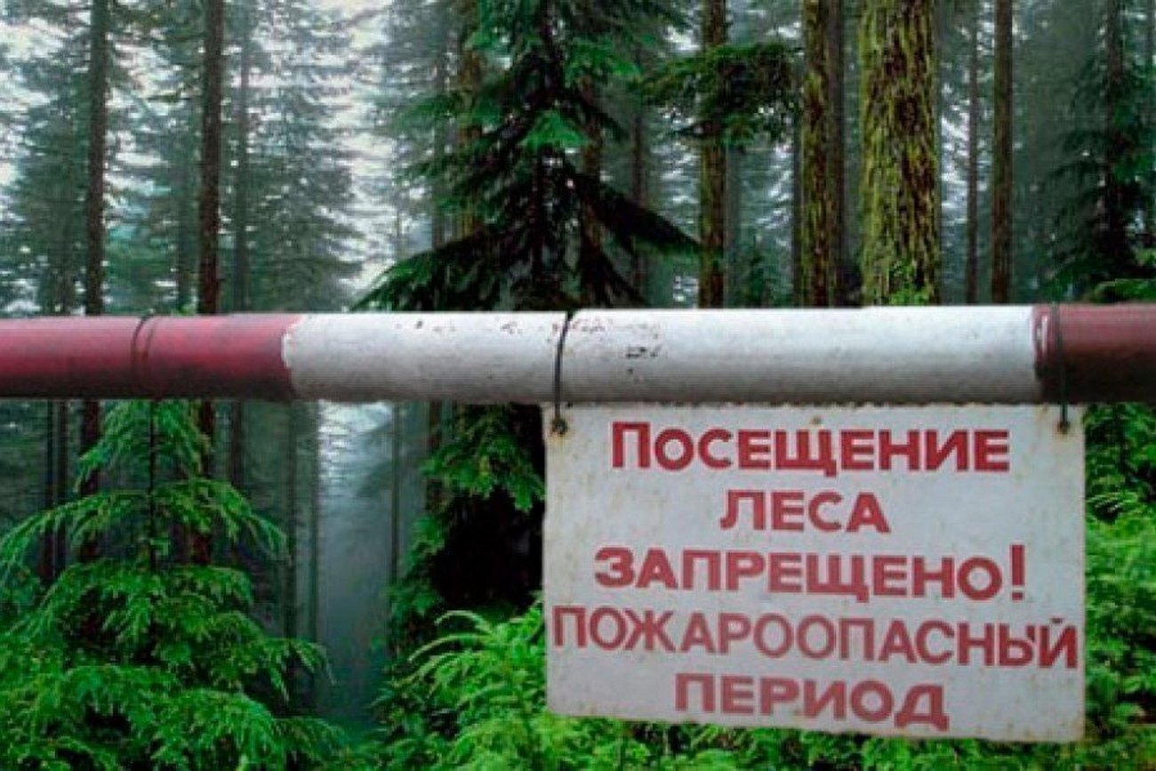 В Беларуси введены массовые ограничения на посещение лесов. 
