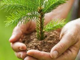 Белорусам предлагают посадить свое дерево: акция «Аднавім лясы разам!» состоится 21 октября
