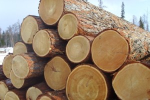 Правительство увеличило таксовую стоимость на древесину на корню